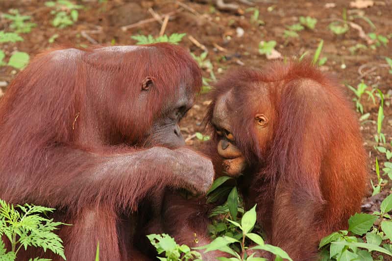 Femelle orang outan et un jeune. © su neko, CC by 2.0