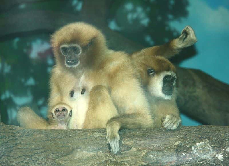 Gibbon lar femelle et son petit. © Ltshears, CC by SA 3.0