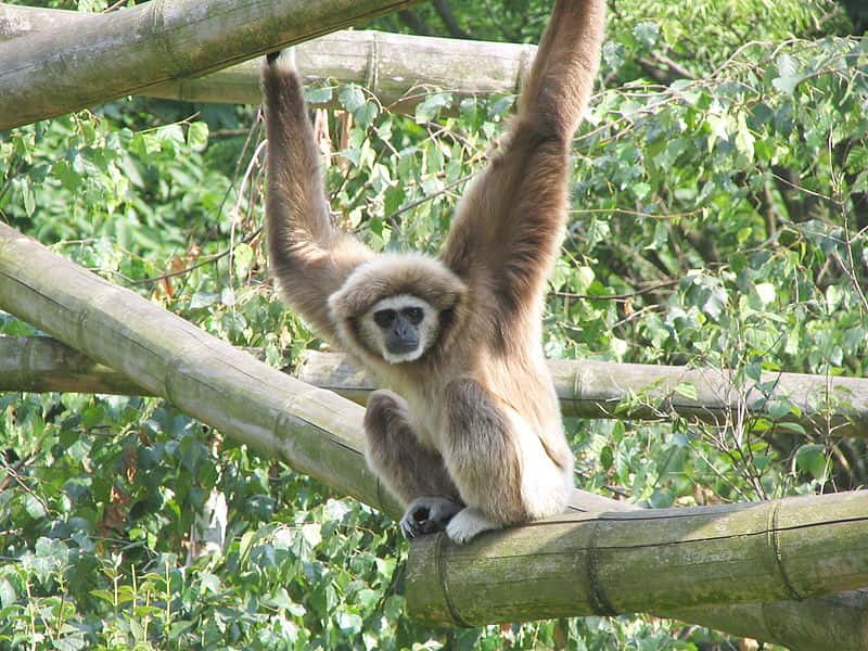 Gibbon lar. © Matthias Trautsch, GNU FDL Version 1.2