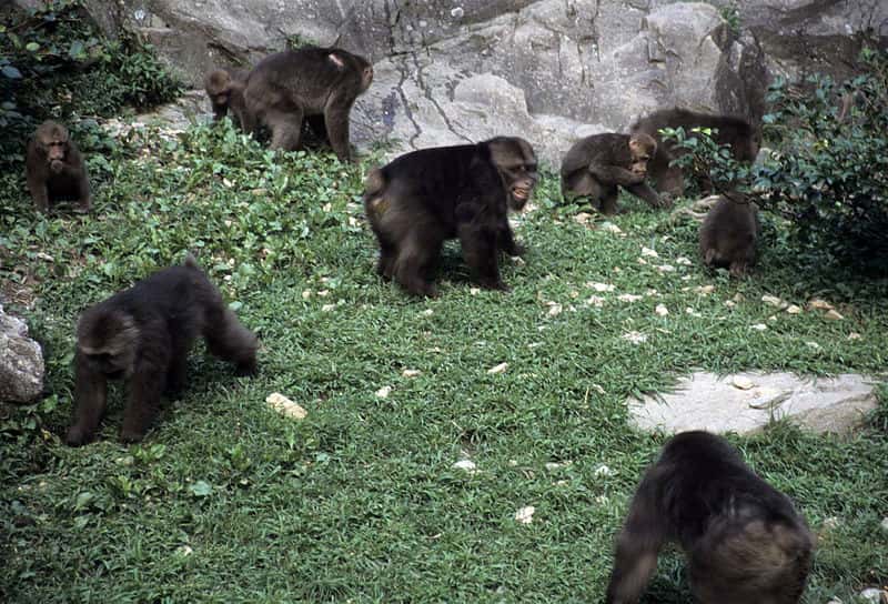Groupe de macaques du Tibet in natura. © Noël Rowe, GNU FDL Version 1.2