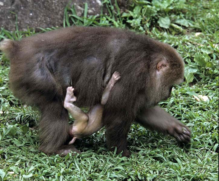 Femelle macaque du Tibet et son bébé. © Noël Rowe, GNU FDL Version 1.2