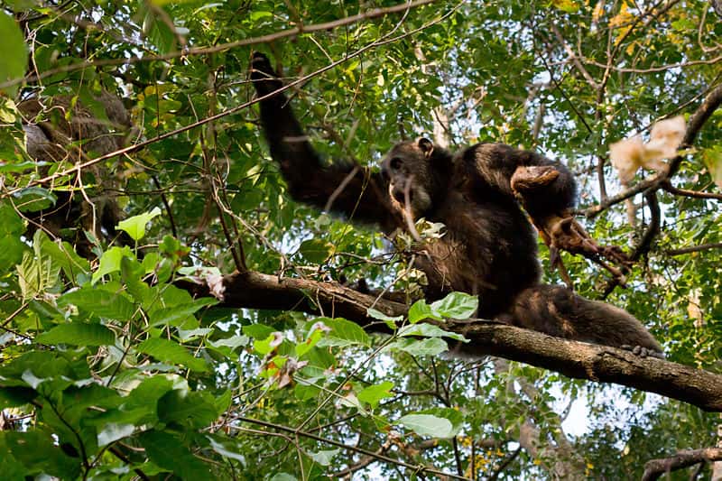 Chimpanzé et sa proie. © Ikiwaner, GNU FDL Version 1.2