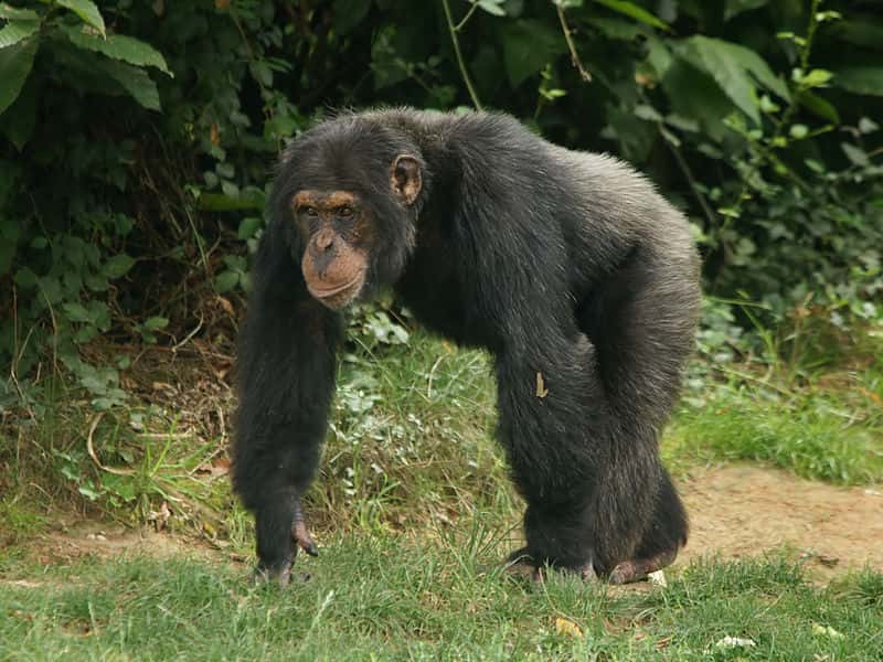 Chimpanzé mâle. © Hans Hillewaert, CC by SA 3.0