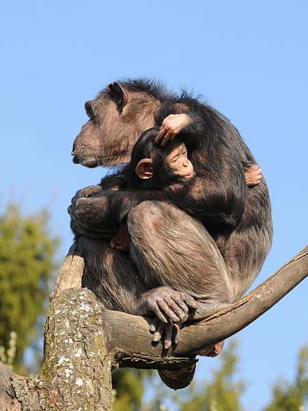 Femelle chimpanzé et son petit. © Böhringer Friedrich, CC by SA 2.5