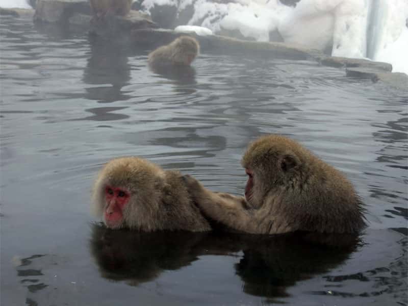 Macaques japonais au bain. © Yosemite, GNU FDL Version 1.2