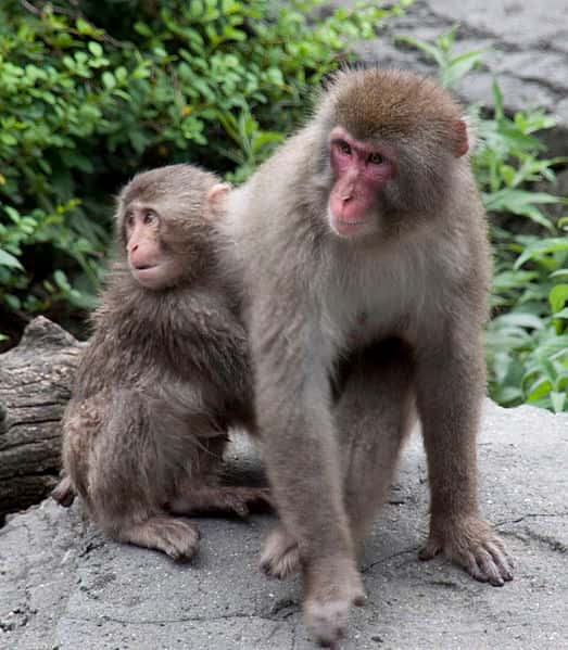 Femelle macaque et son petit. © Tony Hisgett, CC by 2.0
