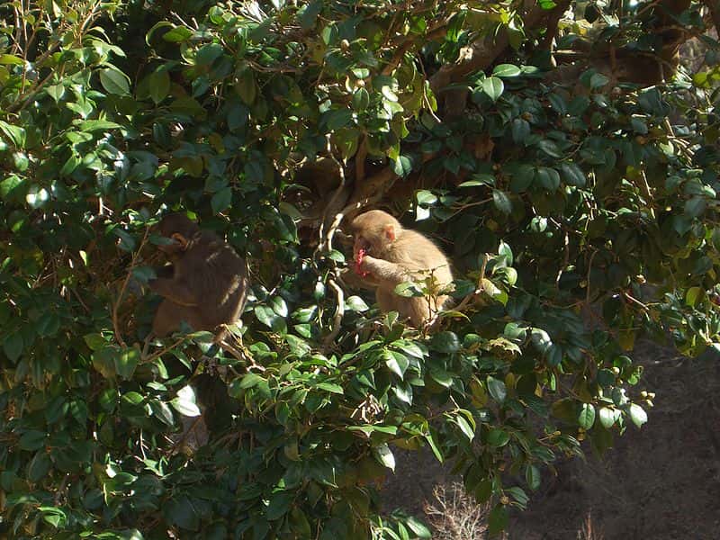 Macaques se nourrissant. © Noneotuho, GNU FDL Version 1.2