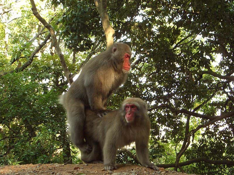 Accouplement de macaques japonais. © Noneotuho, GNU FDL Version 1.2