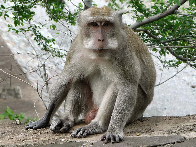 Macaque crabier. © Eric Bajart, GNU FDL Version 1.2