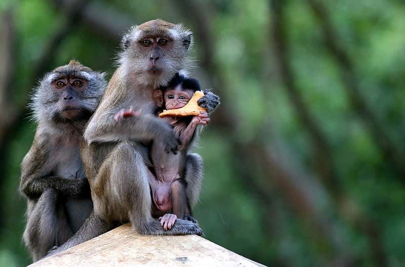 Macaques à longue queue. © Albert, CC by-SA 3.0