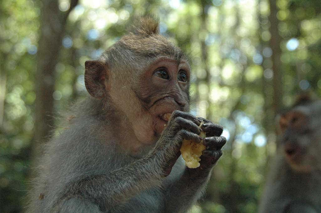 Dîner de macaque. © Shawn Allen, CC by 2.0