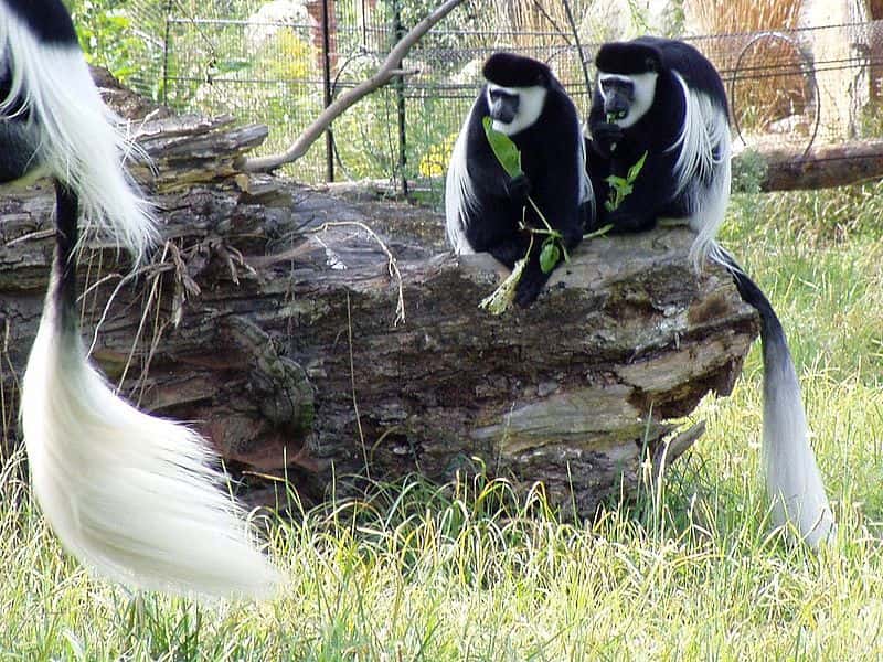  <br />Colobes guereza au zoo de Prague. © Bodlina, GNU FDL Version 1.2