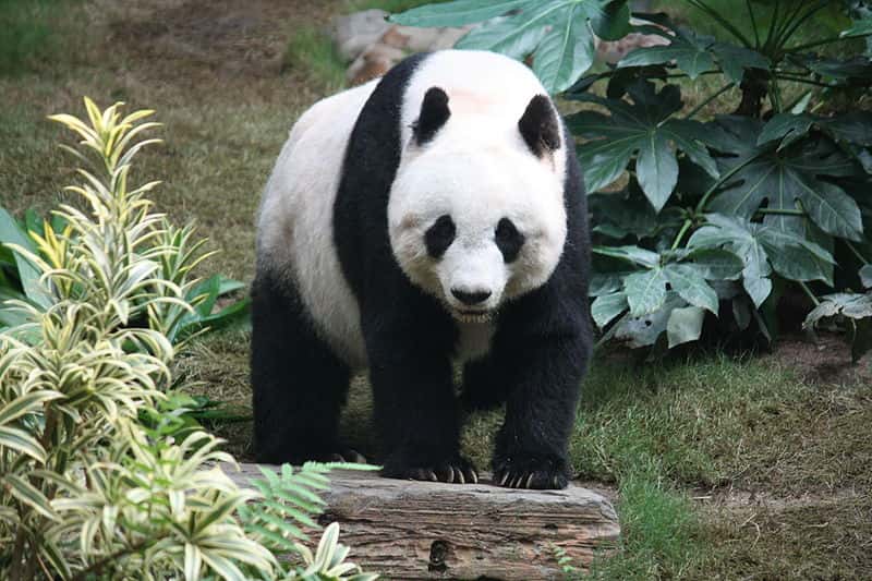 Le panda géant (Ailuropoda melanoleuca) fait partie des ursidés. © J. Patrick Fischer, CC by-SA 3.0