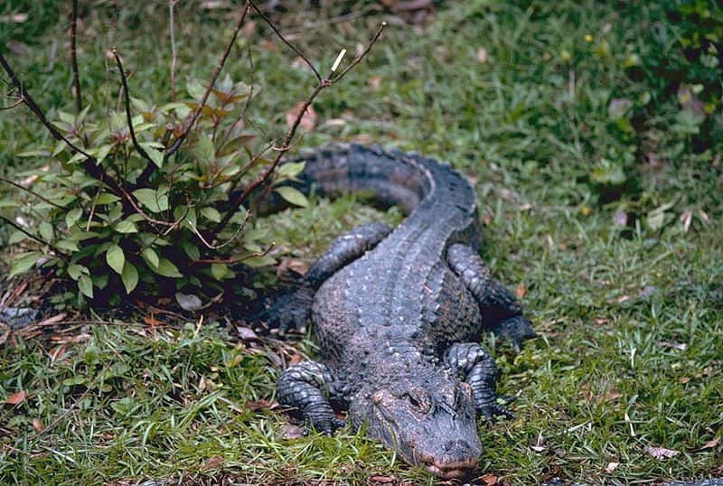 Alligator de Chine (Alligator sinensis). © Stolz, Gary M. from US Fish &amp; Wildlife Service, domaine public