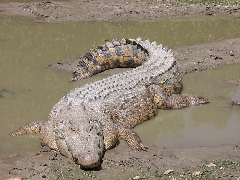 <br />Le crocodile marin (Crocodylus porosus) fait partie des crocodiliens. © Molly Ebersold, domaine public
