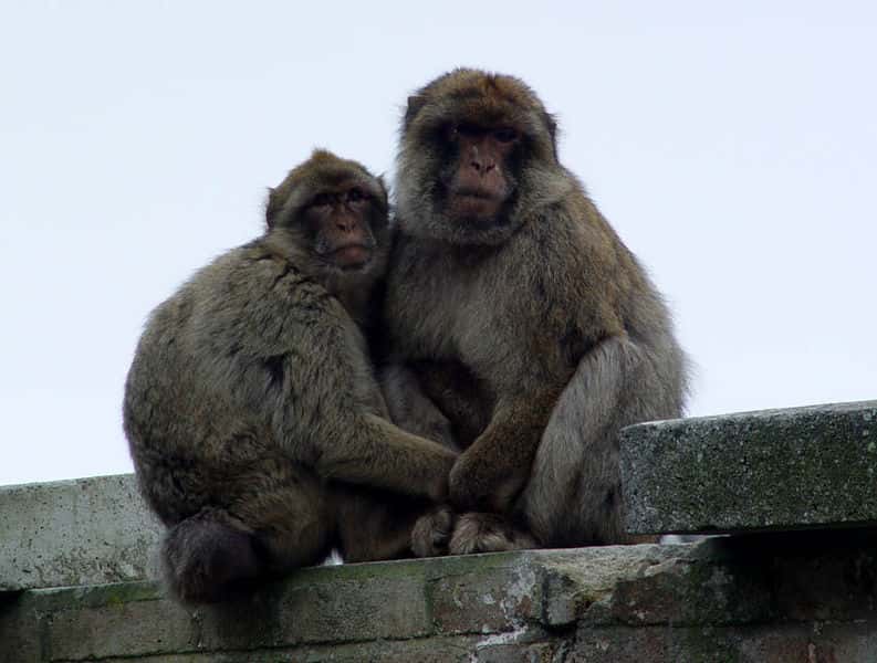 Couple de magots à Gibraltar. © Scott Wylie, GNU FDL Version 1.2