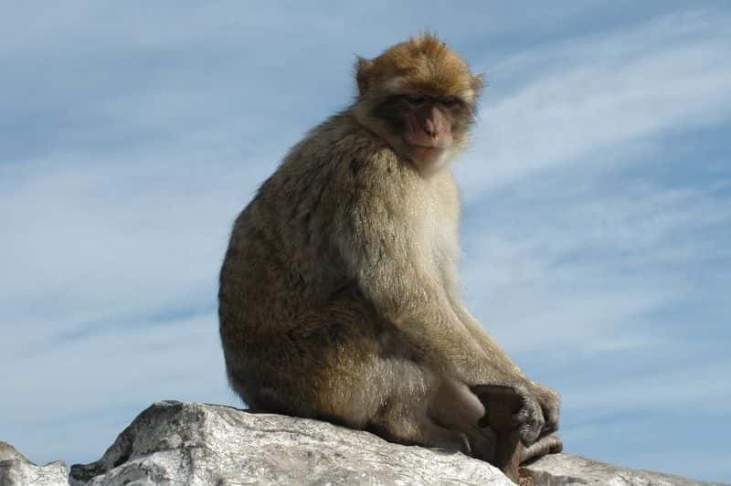 Macaque berbère. © lolaire, CC by-SA 2.0
