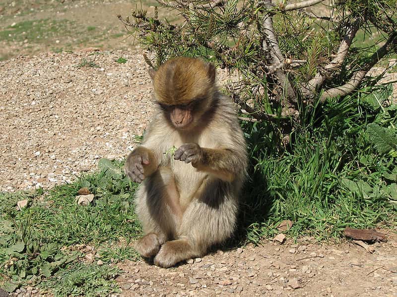 Macaque berbère botaniste. © lin padgham, CC by 2.0