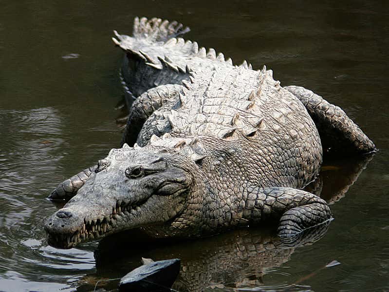 Crocodile américain (Crocodylus acutus). © Thomas Castelazo, CC by-SA 2.5