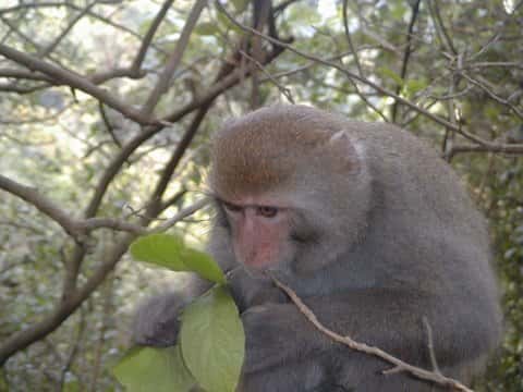 Macaque de Formose se nourrissant. © Minna J. Hsu, domaine public