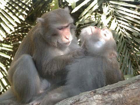 Macaques de Formose mâles. © Minna J. Hsu, domaine public