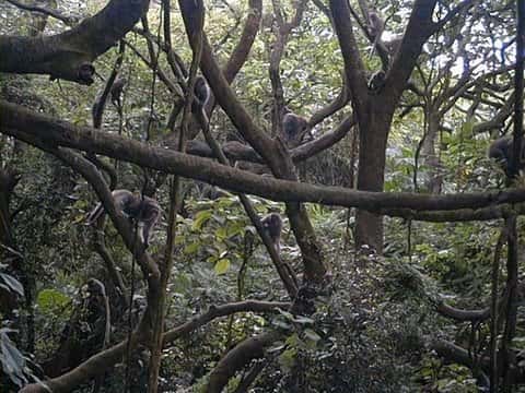Groupe de macaques de Formose in natura. © Minna J. Hsu, domaine public