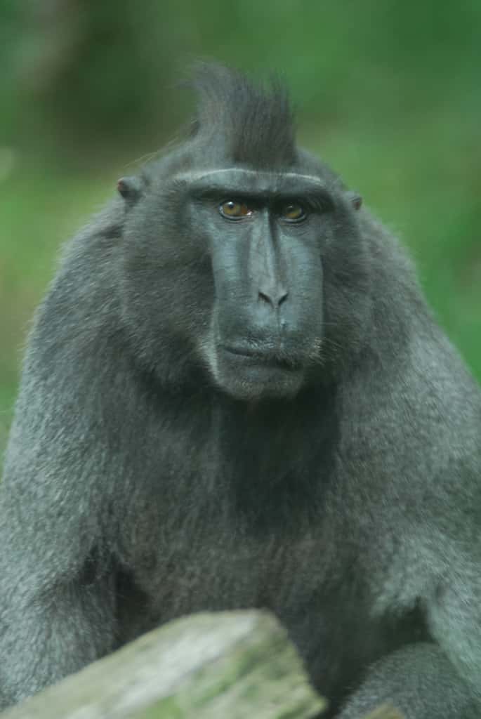 Macaque à crête portrait. © Eric Kilby, CC by-SA 2.0