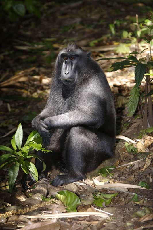 Macaque à crête. © Lip Kee Yap, CC by-SA 2.0