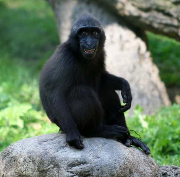 Macaque à crête juvénile. © Dave Pape, domaine public