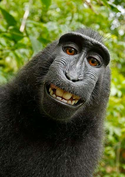 Autoportrait de macaque à crête. © Une femelle macaque, domaine public