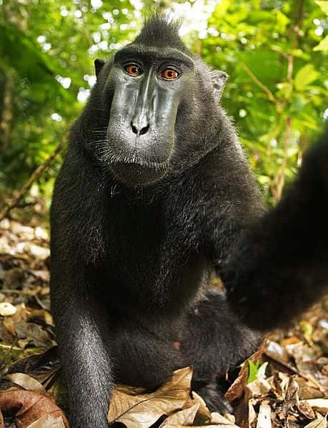 Autoportrait en pied d'un macaque à crête. © Une femelle macaque, domaine public