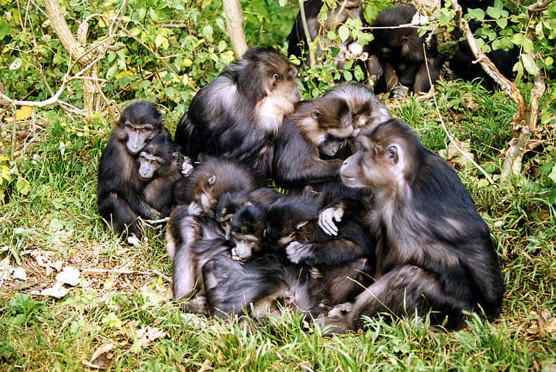 Groupe de macaques de Tonkean in natura. © Christophe Chauvin, domaine public