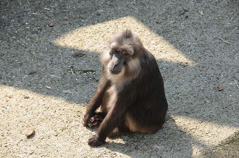 Macaque de Tonkean. © Thomas Bresson, CC by 2.0