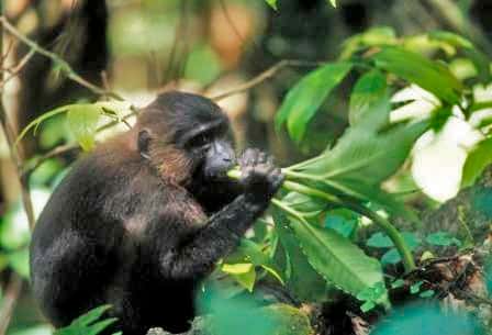 Macaque maure se nourrissant. © Shuichi Matsumura, GNU FDL Version 1.2