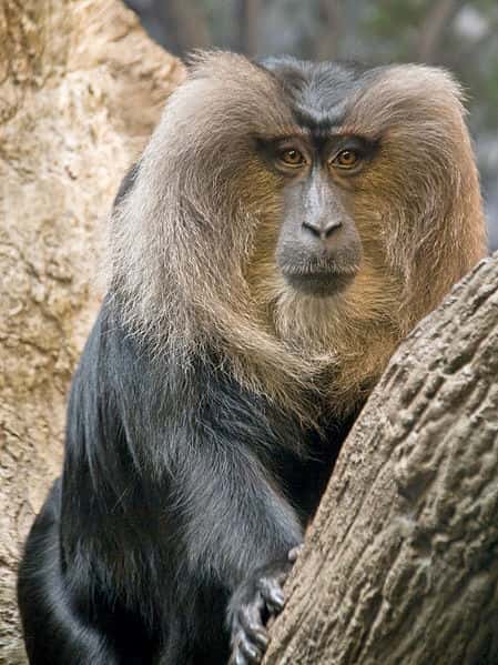 Macaque à queue de lion. © Greg Hume, CC by-SA 3.0