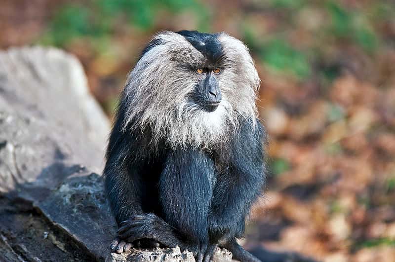 Portrait de macaque à queue de lion. © Zacke82, CC by-SA 3.0