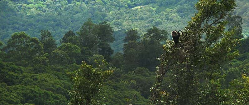 Habitat du macaque à queue de lion. © T. R. Shankar Raman, GNU FDL Version 1.2