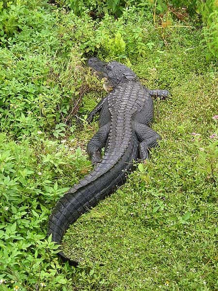 Alligator du Mississippi (Alligator mississippiensis). © Gabriel Hurley, GNU FDL Version 1.2
