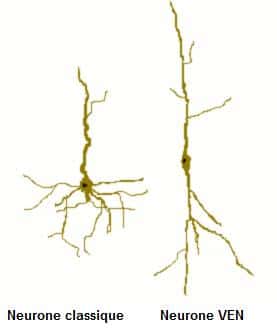 Ce schéma montre la différence structurelle entre un neurone classique et un neurone VEN. Les dendrites, ces excroissances qui captent l'information nerveuse partent dans tous les sens dans les cellules nerveuses classiques,  leur conférant une structure pyramidale. Pour les neurones à fuseau, un seul prolongement part du cœur du neurone, à l'opposé de l'axone (impliqué lui dans la transmission de l'information nerveuse). © Skelnet, Wikipédia, cc by sa 2.5
