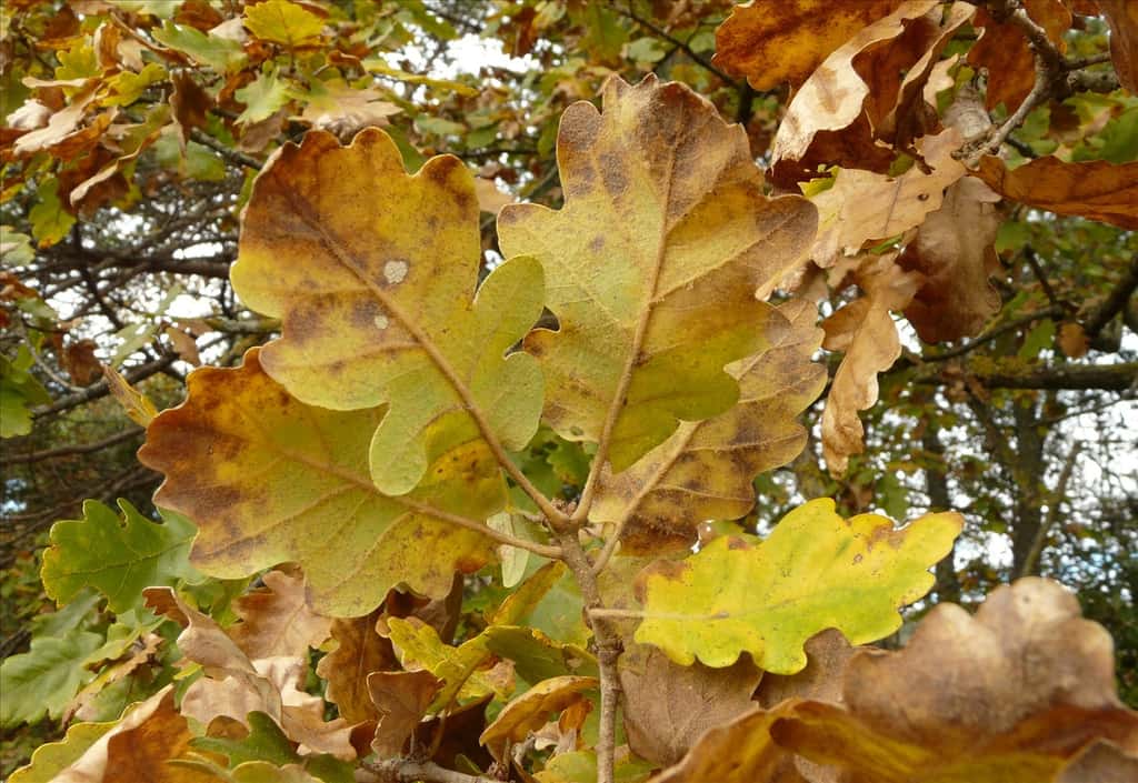 Le chêne pubescent présente des poils sur la partie inférieure de ses feuilles. © dianesfra, Flickr CC 3.0 unported