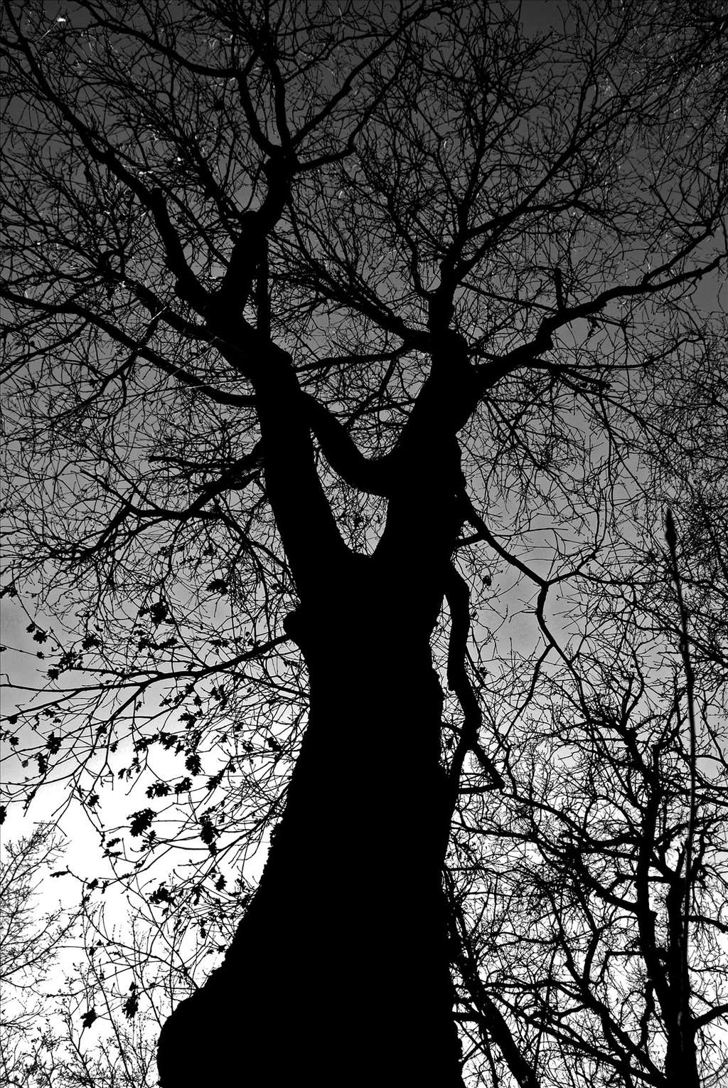 Le tronc du chêne pubescent est souvent tourmenté. © remuz, Flickr CC 3.0 unported