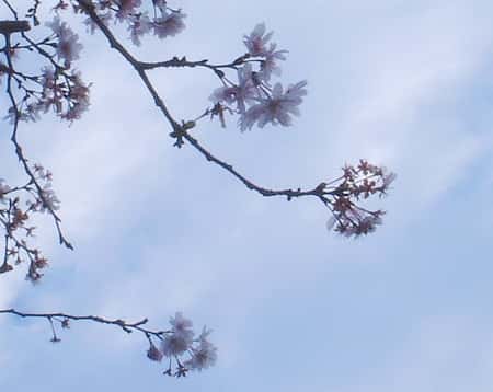 <em>Prunus subhirtella. </em>© DR