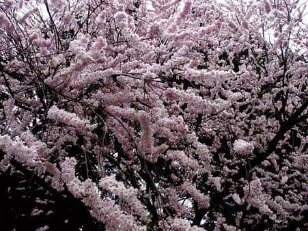 Le cerisier d'hiver peut atteindre 7 mètres de haut. © DR