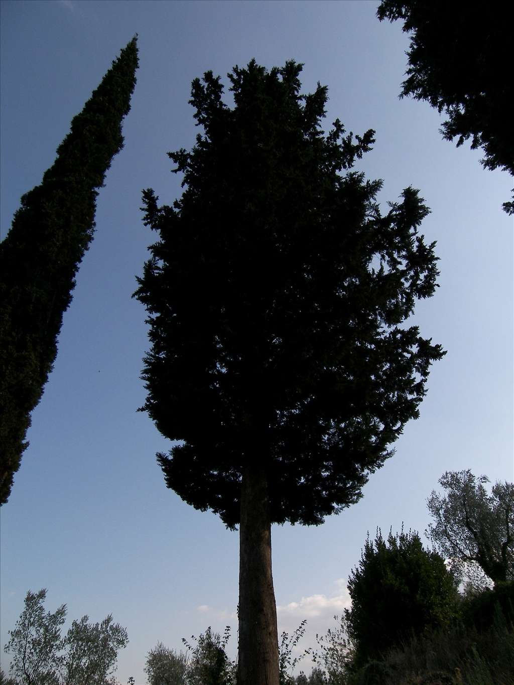 Le cyprès de Provence peut atteindre 30 mètres de hauteur. © aldoaldoz, Flickr CC y nc sa 2.0 