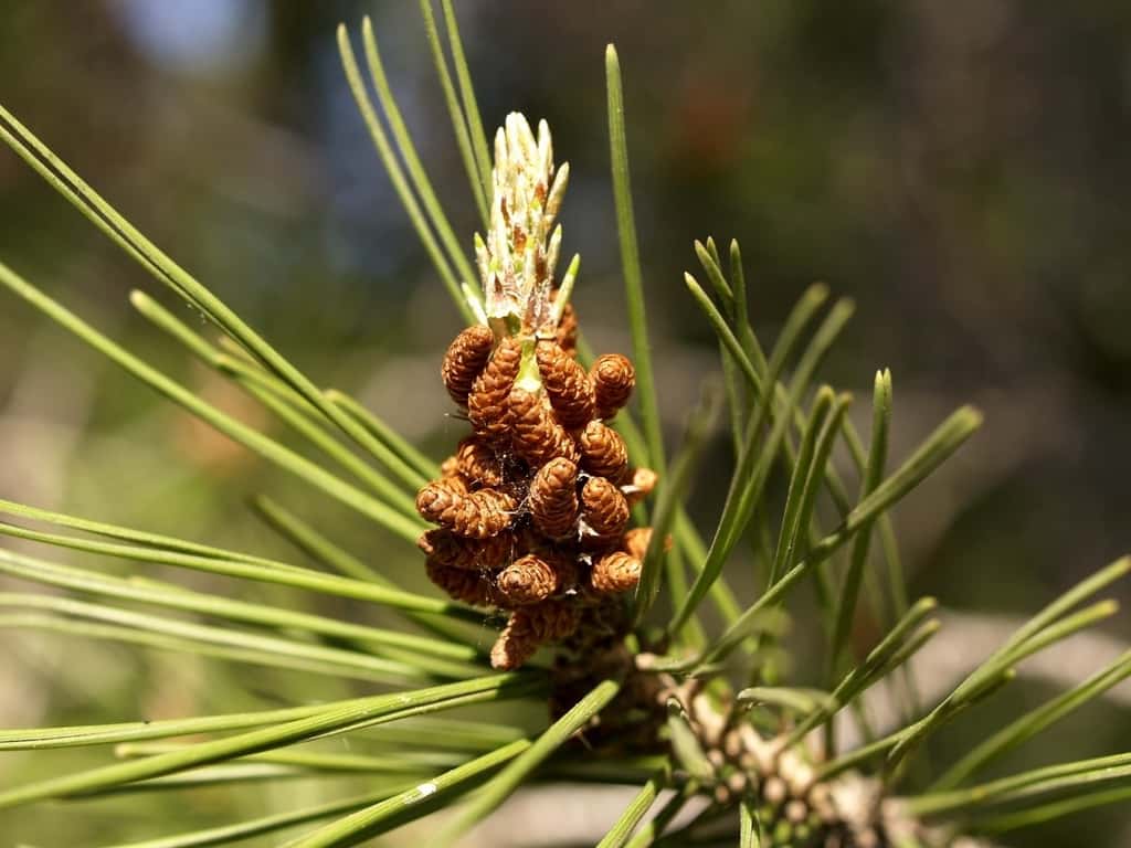 <em>Pinus halepensis.</em> © fturmog, Flickr CC by nc-sa 2.0