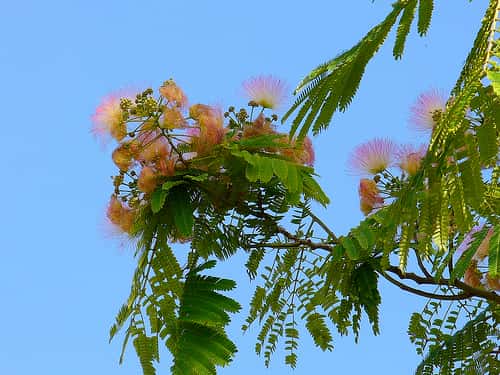 L'arbre à soie, aussi appelé mimosa de Constantinople. © pizzodisevo, Flickr CC by sa 2.0