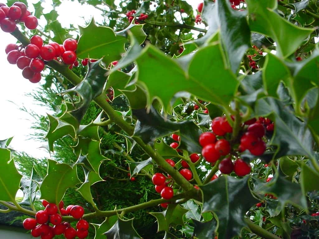 Les fruits du houx commun sont toxiques. © scherre, Flickr CC by nc nd 2.0 