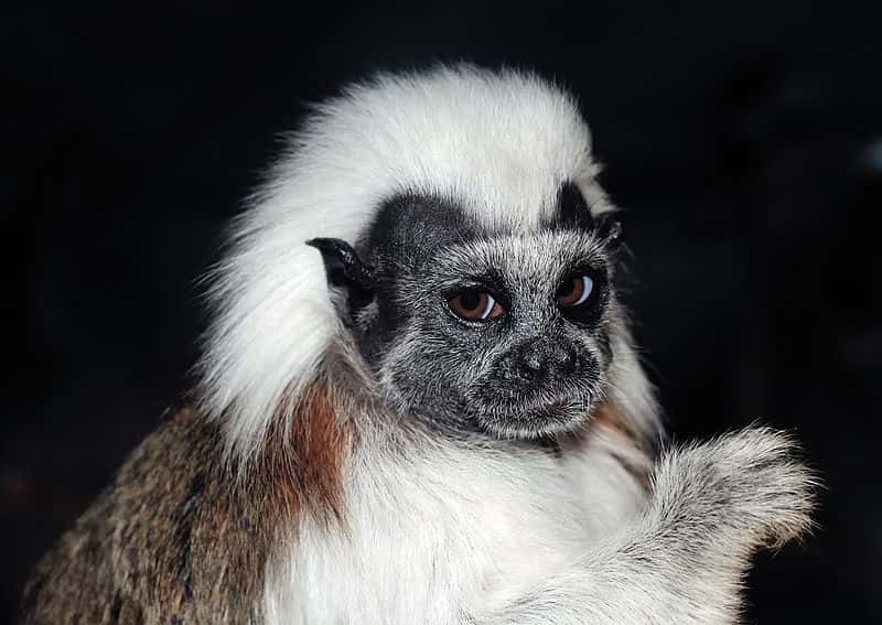 Le pincé à crête blanche est un singe arboricole. © Michael Gäbler, CC-by 3.0