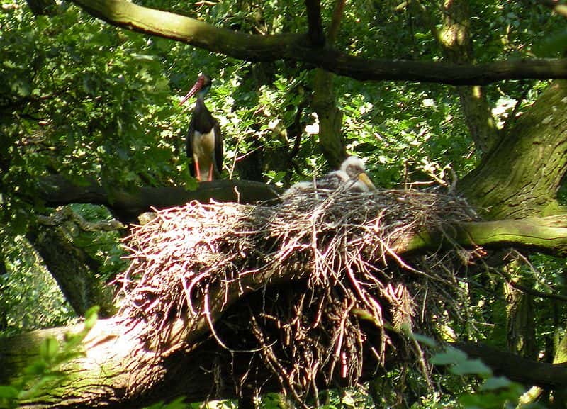 Cigogneau au nid. © K bogusz1, GNU FDL Version 1.2