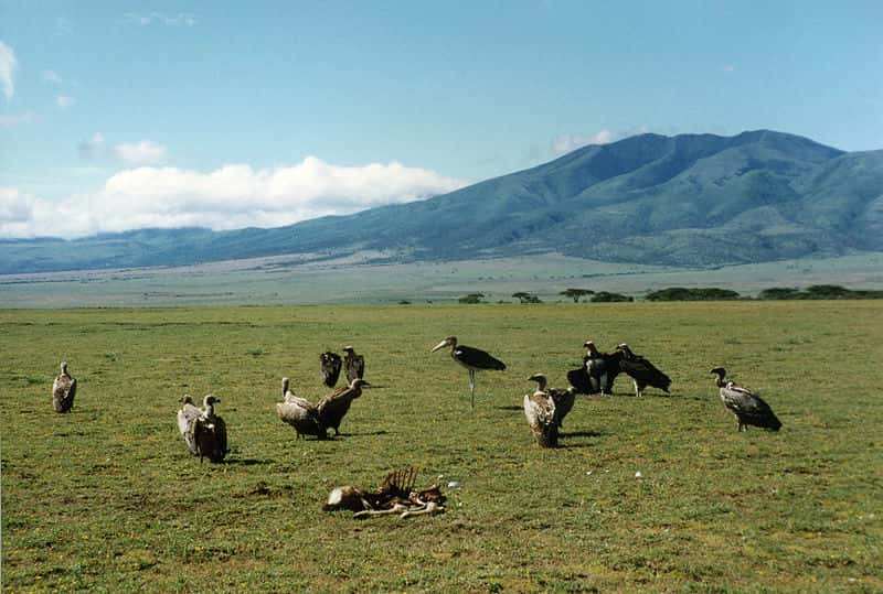 Le marabout d'Afrique côtoie les vautours. © Kevin Walsh, Wikipédia, CC-by-2.0